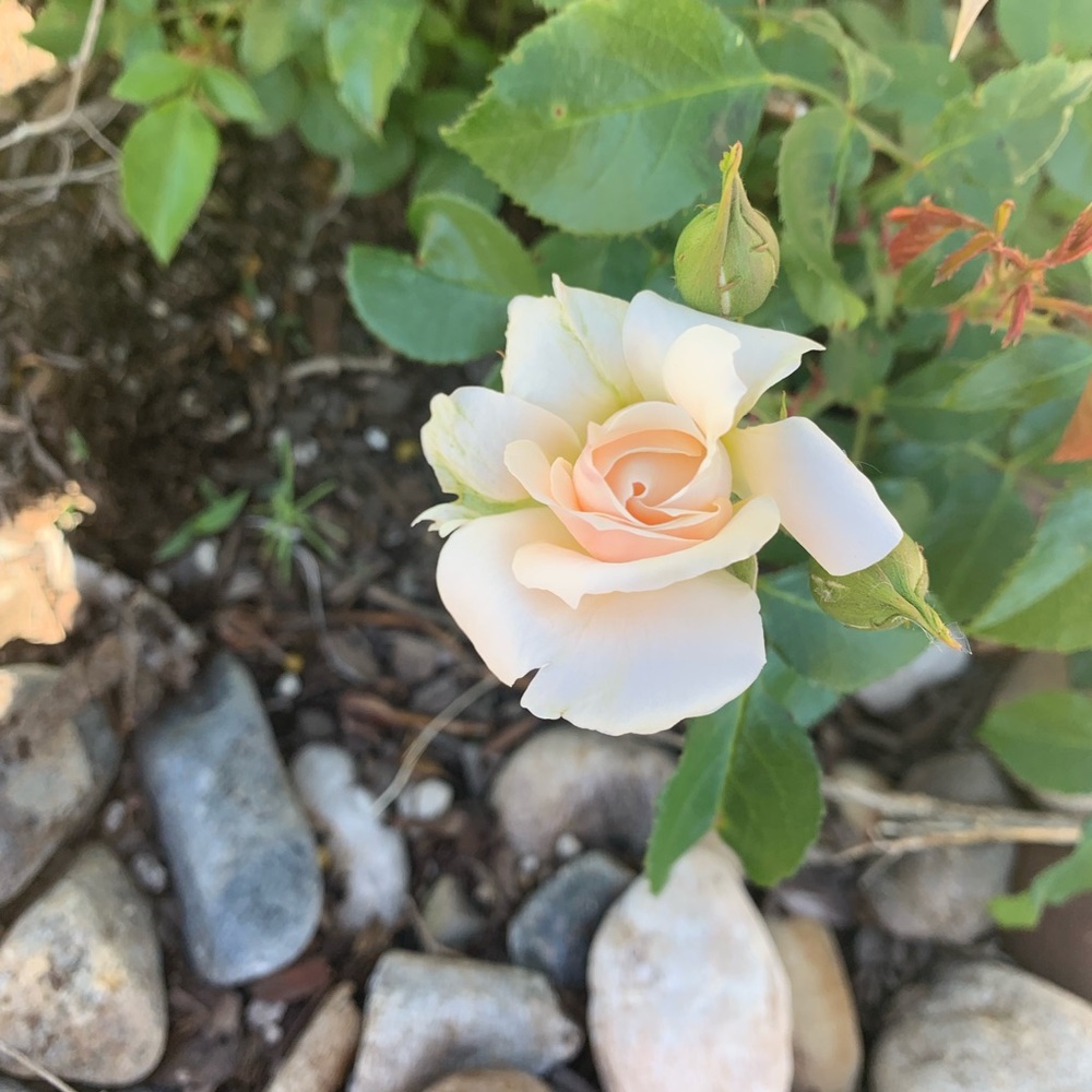 Meet your Posher, Jena